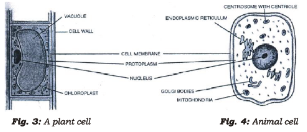 Class 7 Science Cell Structure And Function Chapter Notes